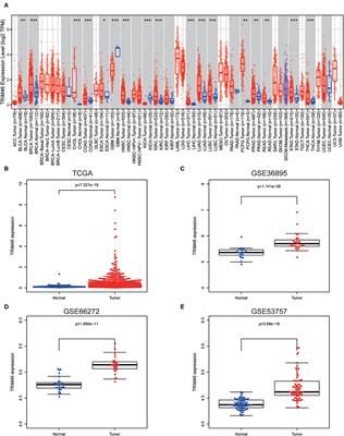 Identification TRIM46 as a Potential Biomarker and Therapeutic Target for Clear Cell Renal Cell Carcinoma Through Comprehensive Bioinformatics Analyses